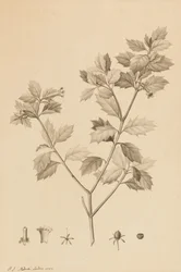 Desfonainia Spinosa, 1787